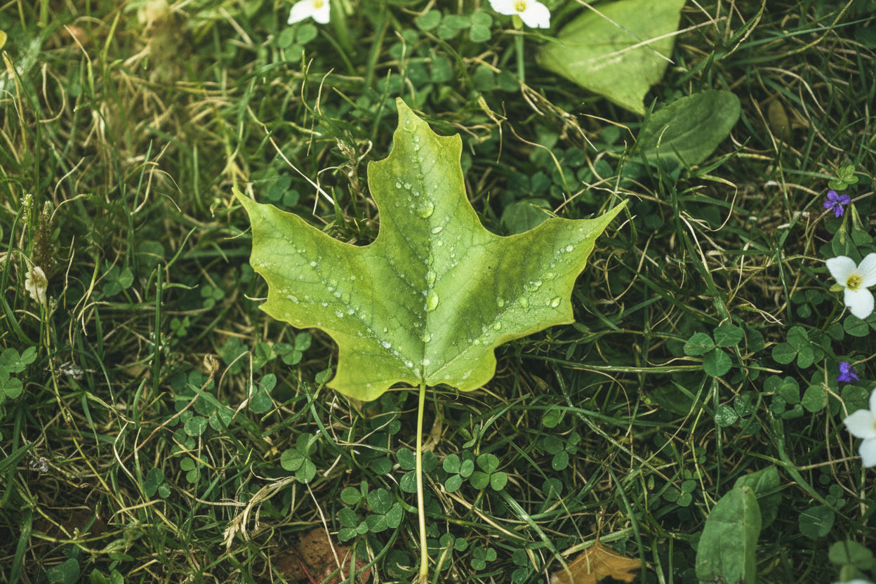 Green leaf with water droplets on a grassy background